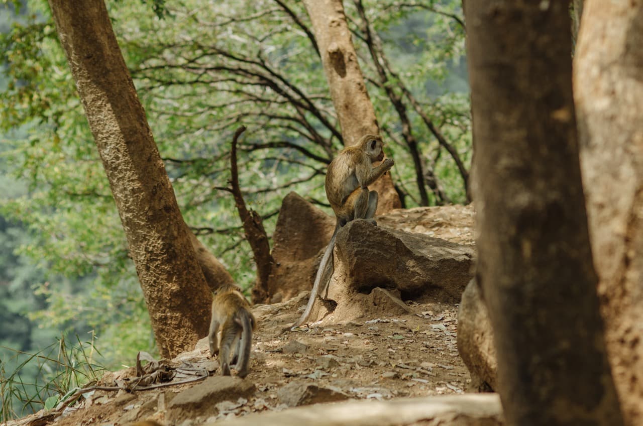 Превью Sri Lanka 2022